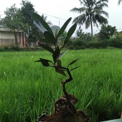 bonsai kiara
