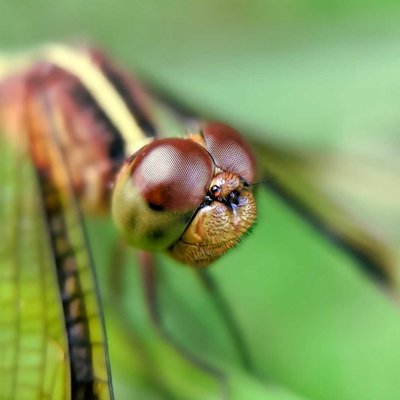 dragon fly❤️