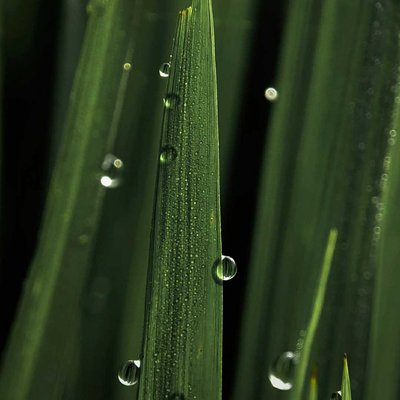 Water Drop on plant leaves. 