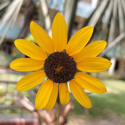 Sunflower 🌻