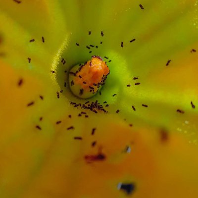 Macro Bunga