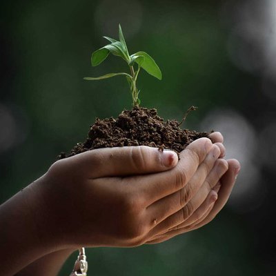 Save tree
