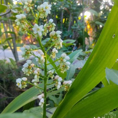Xipidium