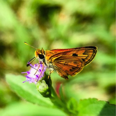 The Beauty of Butterfly 
