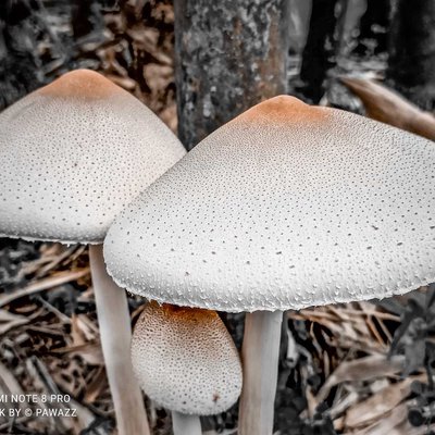 Fungus
