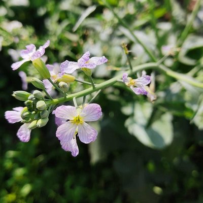 flower 