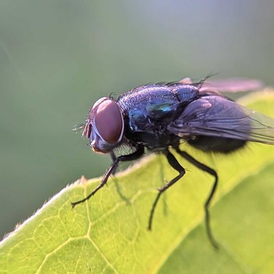 Lalat biru