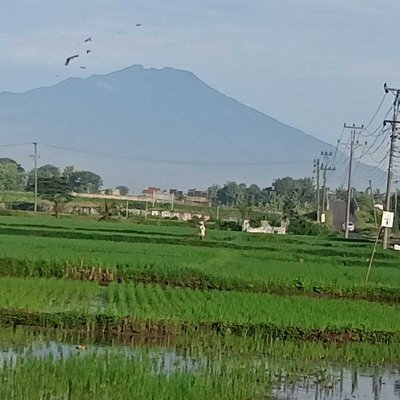 Pagi yang cerah dengan latar belakang gunung Merbabu