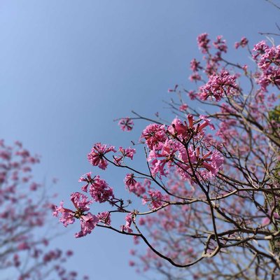  blossom 🌸