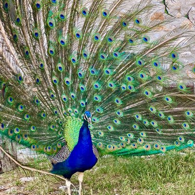 Blue Peacock🦚