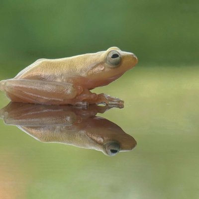golden tree frog