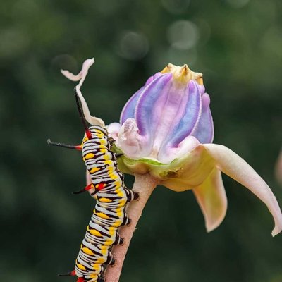 Beauty of nature
