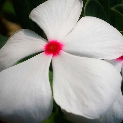 geranium putih