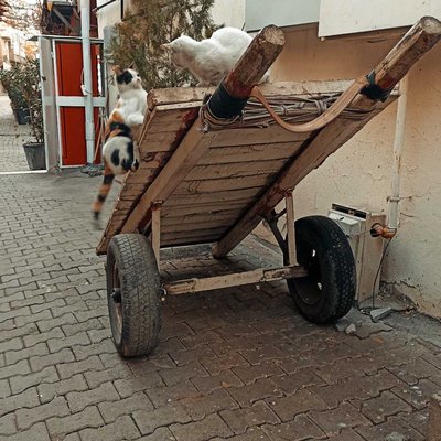 Muhabbet 