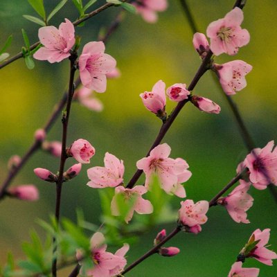 spring