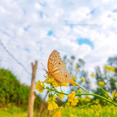 Butterfly Beauty 🦋 ❤️