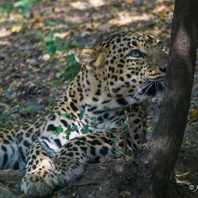 Leopard
