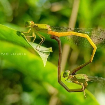 mating 