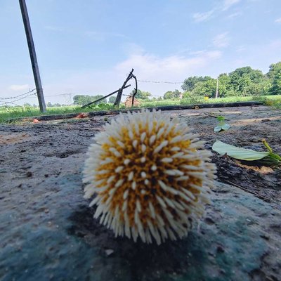 fruit