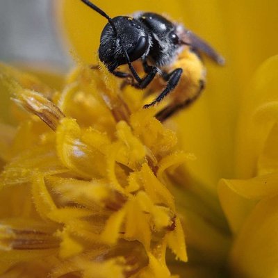 Sweat bee 🐝