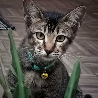 Kucing Tabi