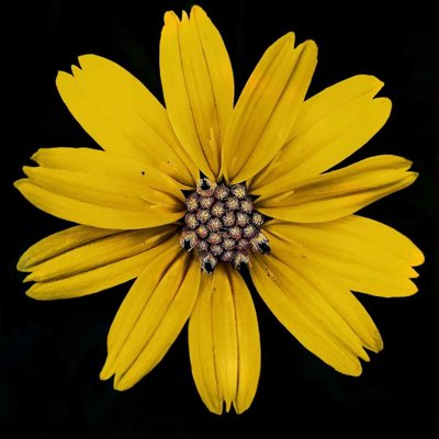 flower photography ❤️