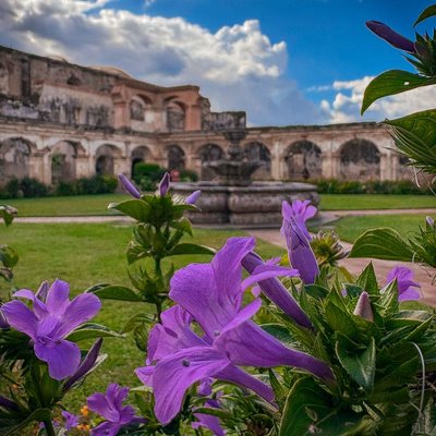 FLORES ENTRE RUINAS