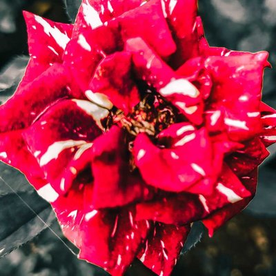 Mlulti Color Red Rose
