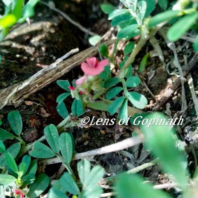pink flower🌺