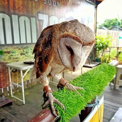 Serak Jowo