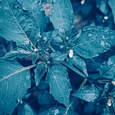 daun cimplukan