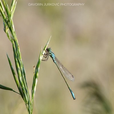 Velika mora (Ischnura elegans).