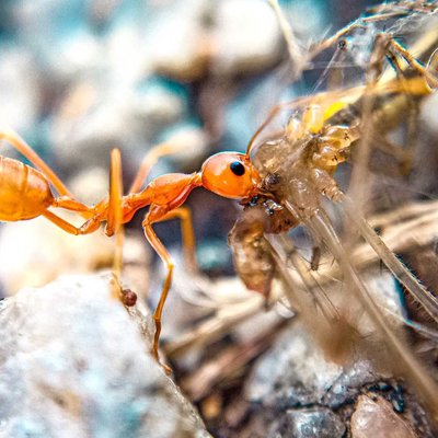 Predator🐜🕷️