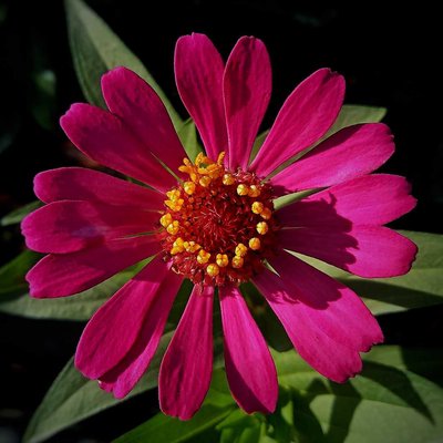 Bunga Zinia Anggun