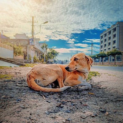 street dogs 