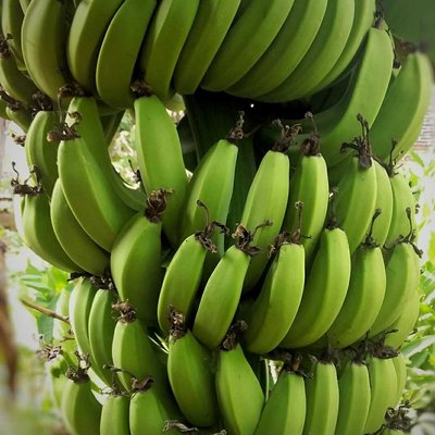 Pisang Morosebo