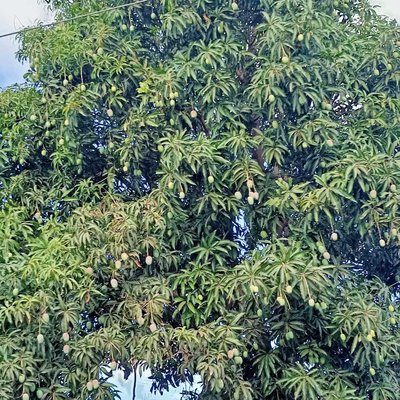 mango 🥭 tree 