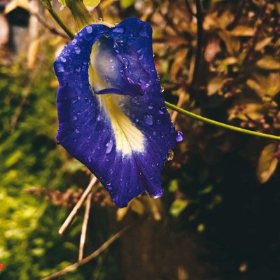 বৃষ্টি ভেজা নীল অপরাজিতা 💙