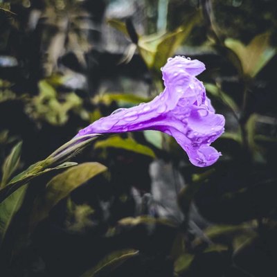 Ruellia simplex💜