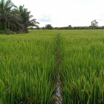 Sawah 
