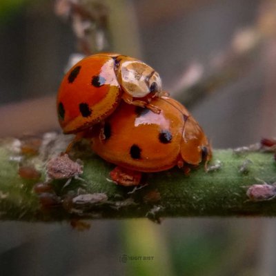 lady bug