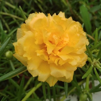 Krokot Mawar Warna Kuning