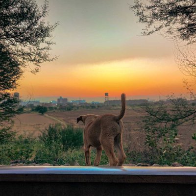 Coco enjoying the morning view 