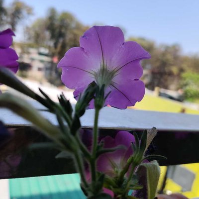 flower