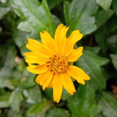 yellow flower🟡