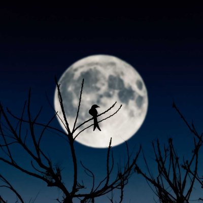 The Night Rider