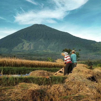 Rice Farmer