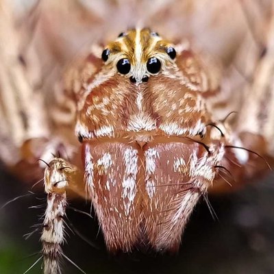 Oxyopes salticus