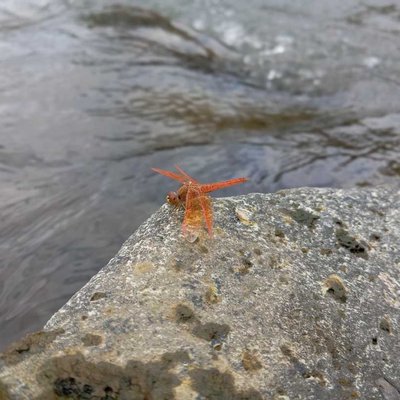 Brachythemis contaminata