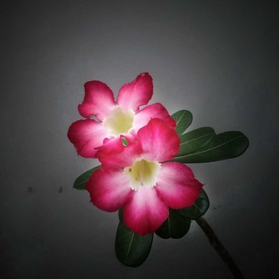 Adenium
